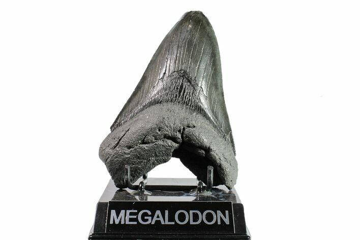 Huge, Fossil Megalodon Tooth - South Carolina #154176